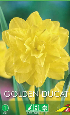 Нарциссы Golden Ducat (Budget packs) (Lefeber)