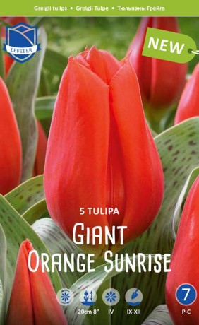Тюльпаны Giant Orange Sunrise (Lefeber)