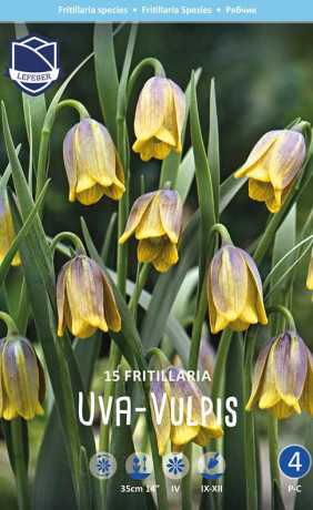 Фритиллярия uva-vulpis (Lefeber)