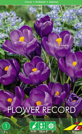 Крокусы Flower Record (Флавер Рекорд)(Budget packs) (Lefeber)