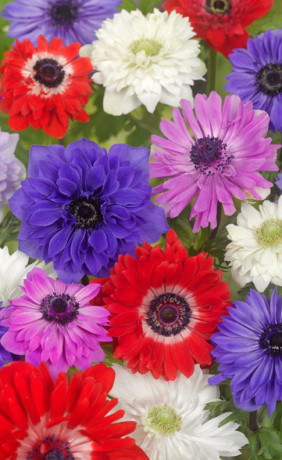 Анемона coronaria St. Brigid (Budget packs) (Lefeber)