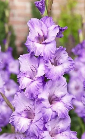 Гладиолус Milka (Lefeber)