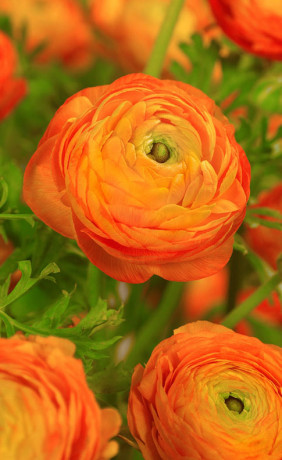 Ранункулус asiaticus Aviv Orange (Lefeber)