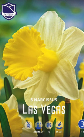 Нарциссы Las Vegas (Lefeber)