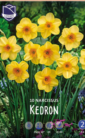 Нарциссы jonquilla Kedron (Lefeber)