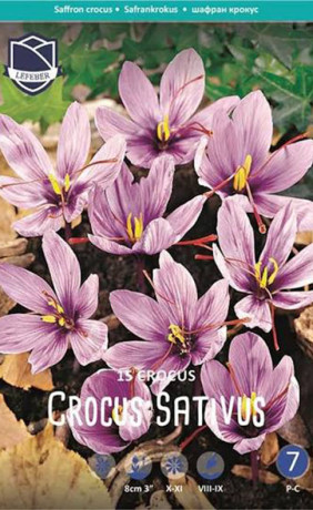 Крокусы sativus saffron (Lefeber)