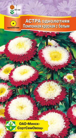 Астра Помпонная Красная с белым 0.3г