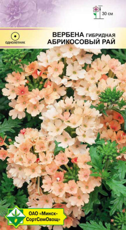 Вербена гибридная Абрикосовый рай 0.1г