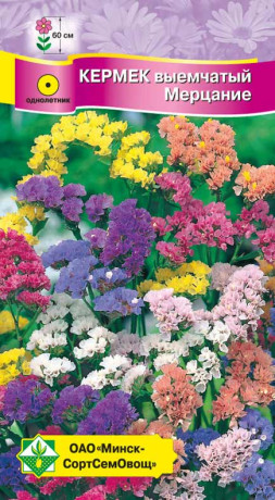 Кермек выемчатый Мерцание см 0.15г