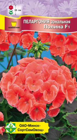 Пеларгония зональная Полина F1 4шт