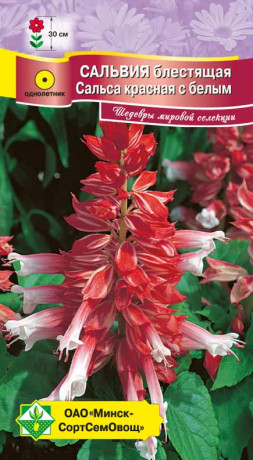 Сальвия блестящая Сальса красная с белым 10шт