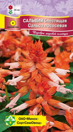 Сальвия блестящая Сальса лососевая 10шт