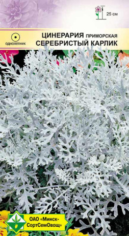 Цинерария приморская Серебристый карлик 0.1г