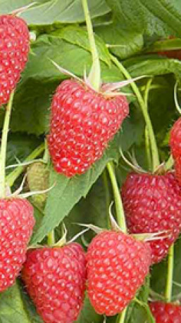 Саженец малины Сказка (Малиновое дерево), ОКС (Сад Помолейко А.В. КФХ)