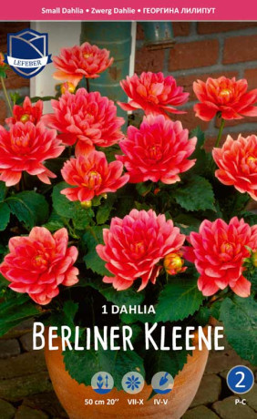 Георгина Berliner Kleene (Lefeber)