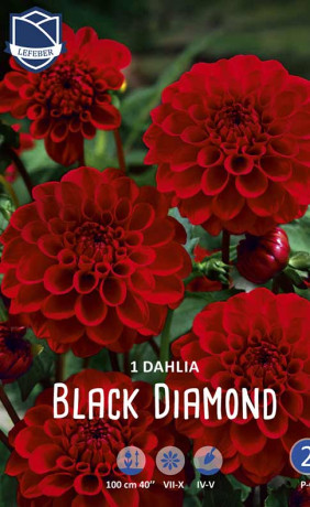 Георгина Black Diamond (Lefeber)