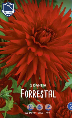 Георгина Forrestal (Lefeber)