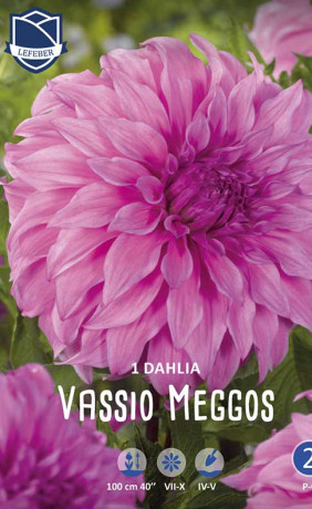 Георгина Vassio Meggos (Lefeber)