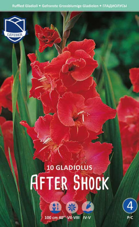 Гладиолус After Shock (Lefeber)