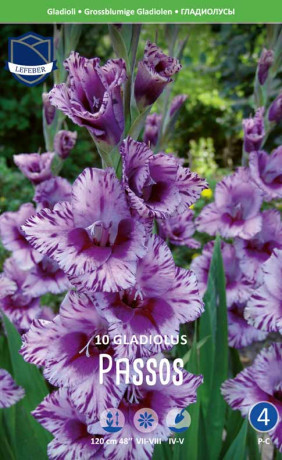 Гладиолус Passos (Lefeber)