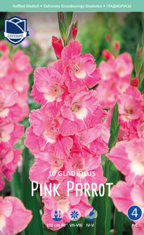 Гладиолус Pink Parrot (Lefeber)