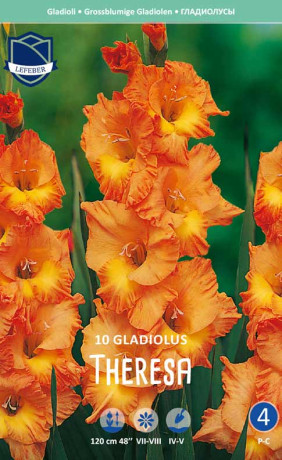Гладиолус Theresa (Lefeber)