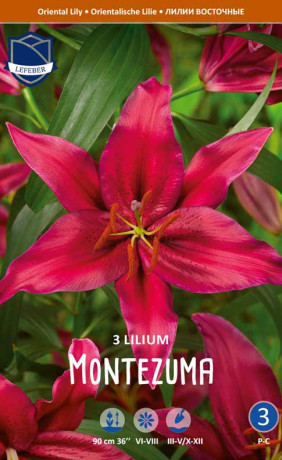 Лилия Montezuma (Lefeber)