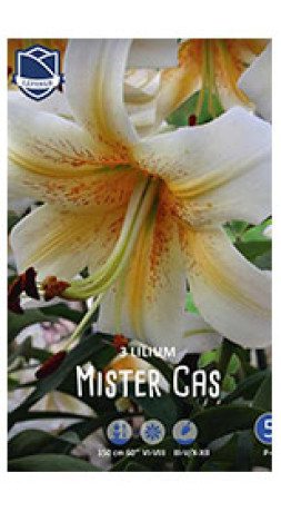Лилия O.T. Mister Cas (Lefeber)