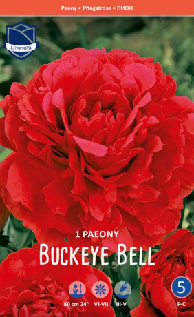 Пион Buckeye Bell (Lefeber)