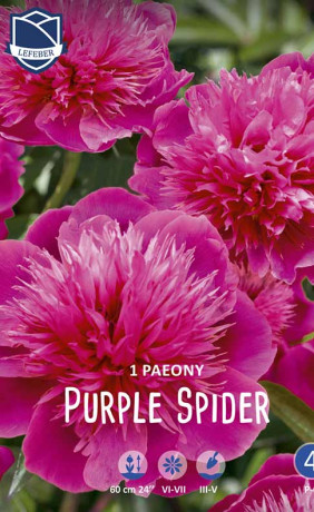 Пион Purple Spider (Lefeber)