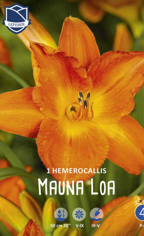 Хемерокаллис Mauna Loa (Lefeber)