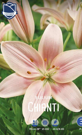Лилия Chianti (Lefeber)