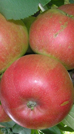 Саженцы Яблоня Лучезарное в контейнере НС