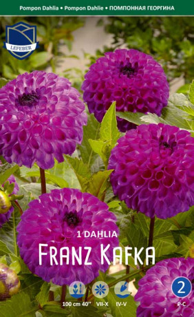 Георгина Franz Kafka (Lefeber)