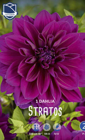 Георгина Stratos (Lefeber)