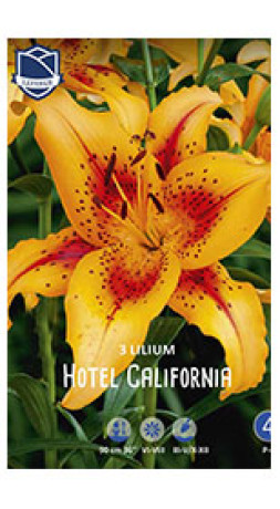 Лилия A.O.A. Hotel California (Lefeber)