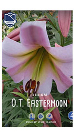 Лилия O.T. Easter Moon (Lefeber)