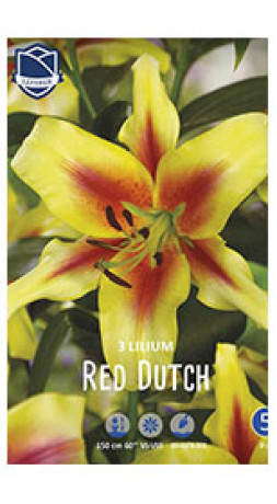 Лилия O.T. Red Dutch (Lefeber)