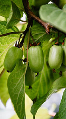 Саженец актинидии коломикта Адам в конт. С5 (Новатор Сад КХ)