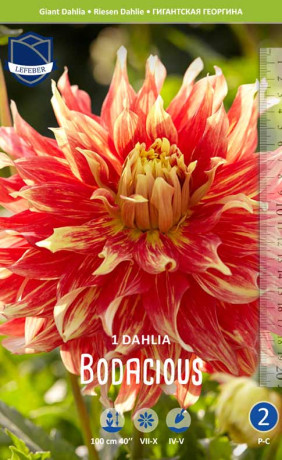 Георгина Bodacious (Lefeber)