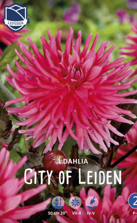 Георгина City of Leiden (Lefeber)