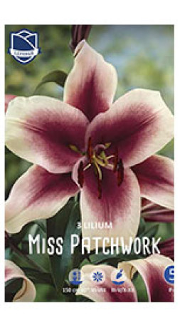 Лилия O.T. Miss Patchwork (Lefeber)