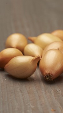 Лук-севок Геркулес F1 (10-21мм)