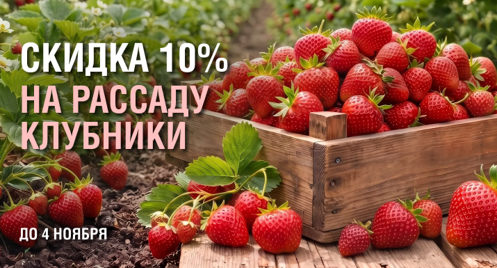 strawberry_2.png